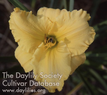 Daylily Golden Quest